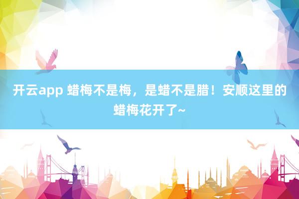 開云app 蠟梅不是梅,是蠟不是臘!安順這里的蠟梅花開了~